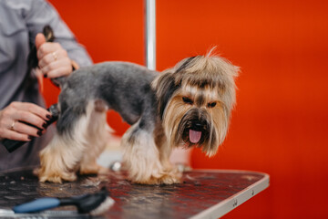 Professional haircut and dog care Yorkshire Terrier in the grooming salon.