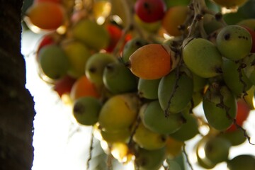 Jerivá - Frutos da Palmeira - Jeriva palm tree and fruits (Syagrus romanzoffiana). Native palm of the Brazilian Atlantic Forest. Plant of the Palmae family. Red, e Green oval fruit.