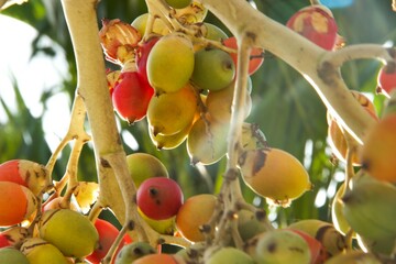 Jerivá - Frutos da Palmeira - Jeriva palm tree and fruits (Syagrus romanzoffiana). Native palm of the Brazilian Atlantic Forest. Plant of the Palmae family. Red, Yellow e Green oval fruit.