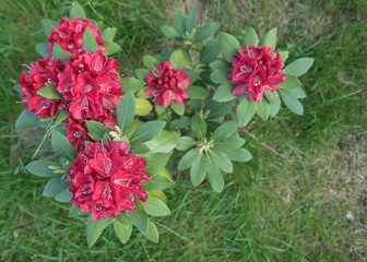 kwitnący rododendron w ogrodzie - obrazy, fototapety, plakaty