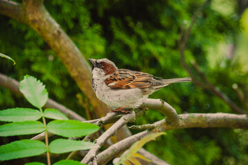 robin on a branch