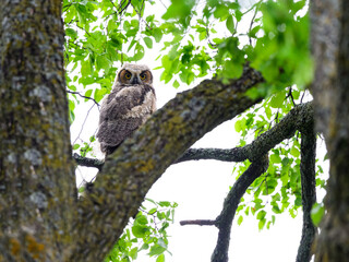 Great Horned Owl Owlet sitting on  tree branch on blue sky, portrait