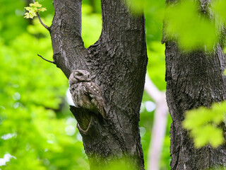Eastern Screech Owl sitting on tree branch in spring, portrait