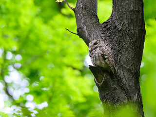 Eastern Screech Owl sitting on tree branch in spring, portrait