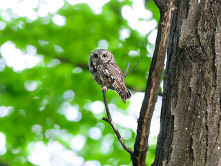 Eastern Screech Owl sitting on tree branch in spring, portrait