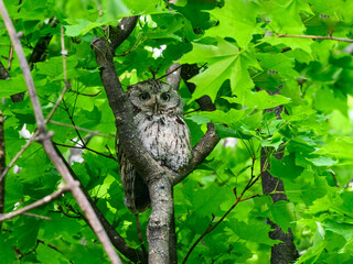 Eastern Screech Owl sitting on tree branch in spring, portrait