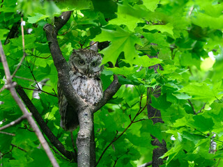 Eastern Screech Owl sitting on tree branch in spring, portrait