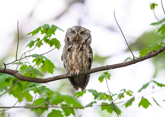 Eastern Screech Owl sitting on tree branch in spring, portrait