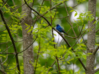 Indigo Bunting sitting on stick and calling on green background 