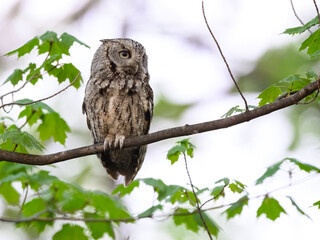Eastern Screech Owl sitting on tree branch in spring, portrait