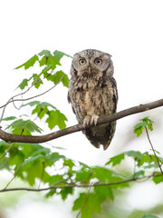 Eastern Screech Owl sitting on tree branch in spring, portrait