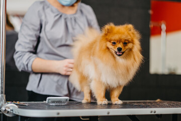 grooming dogs Spitz Pomeranian in the cabin