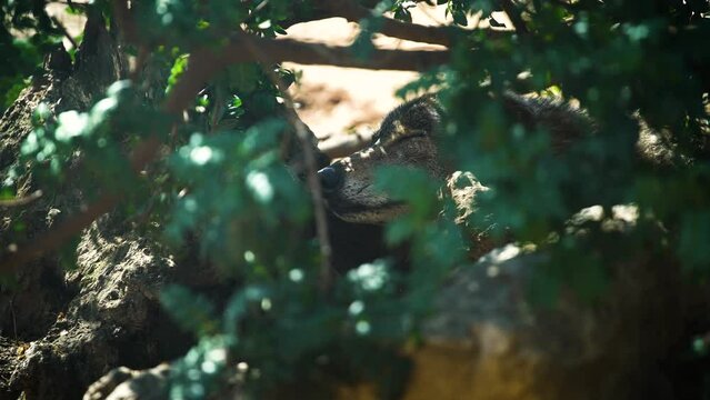 Iberian wolf (Canis lupus signatus) resting in captivity with people in the glass reflection