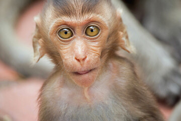 可愛いサル