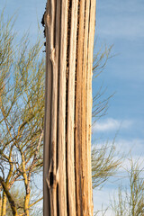 Dead Saguaro cactus in Sonoran Desert, close up