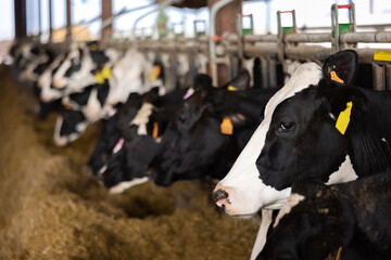 Obraz na płótnie Canvas Closeup of black and white Holstein dairy cows eating hay peeking through stall fence on livestock farm..