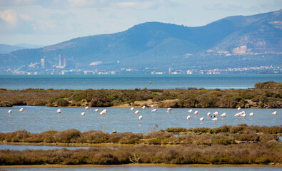 Flamingos in wetland of Ebro river Delta in springtime. Natural Park in Tarragona, Spain..