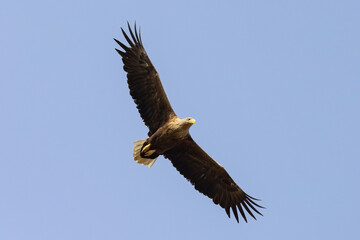 White-tailed Eagle (haliaeetus albicilla) flying in the blue sky in the delta of Volga River	