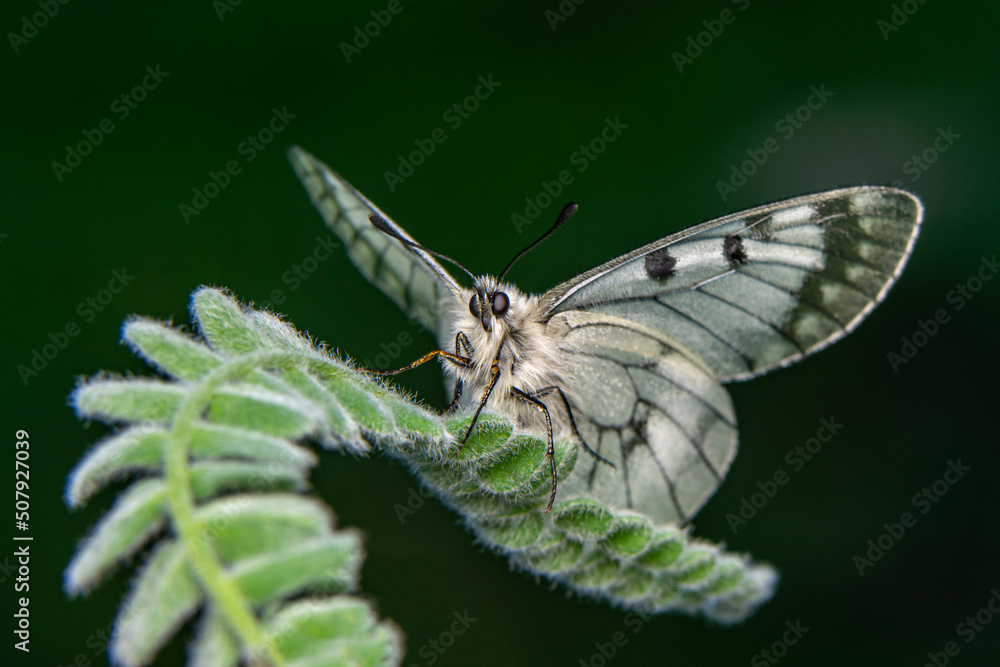 Wall mural macro shots, beautiful nature scene. closeup beautiful butterfly sitting on the flower in a summer g