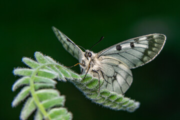 Macro shots, Beautiful nature scene. Closeup beautiful butterfly sitting on the flower in a summer garden.