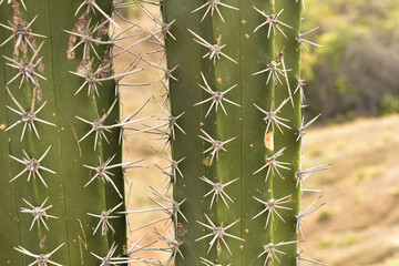 Cactus en el desierto