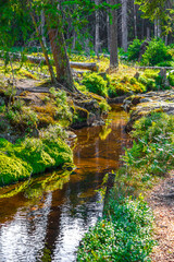 Forest panorama small river at Brocken mountain peak Harz Germany