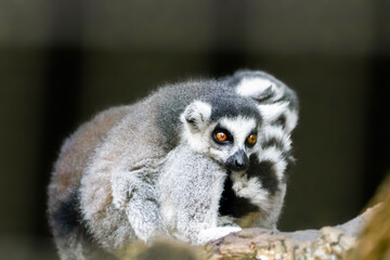 Ring-tailed lemur (lemur catta) from Madagascar