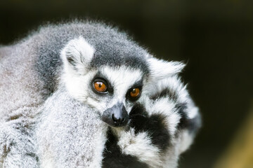 Ring-tailed lemur (lemur catta) from Madagascar