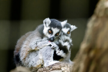 Ring-tailed lemur (lemur catta) from Madagascar