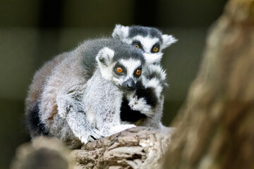 Ring-tailed lemur (lemur catta) from Madagascar
