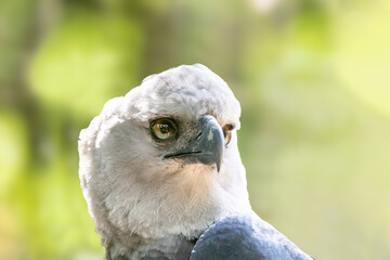 The Harpy Eagle (Harpia harpyja) with green nature bokeh as background
