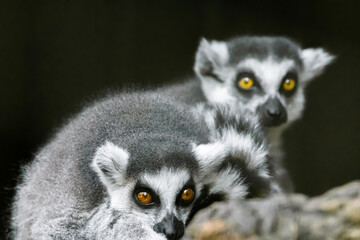 Ring-tailed lemur (lemur catta) from Madagascar