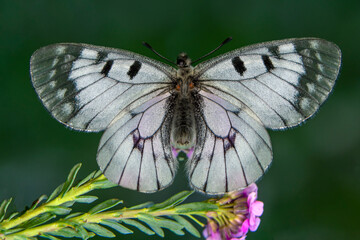 Macro shots, Beautiful nature scene. Closeup beautiful butterfly sitting on the flower in a summer garden.