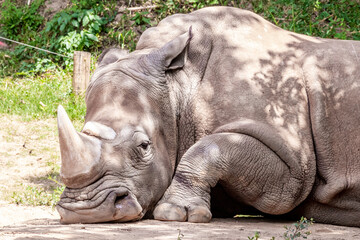 Fototapeta premium Big rhino in jungle from Brazil.