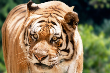 Fototapeta na wymiar Rare tiger in the jungle.