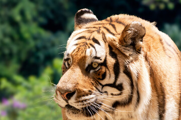 Rare tiger in the jungle.