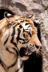 Rare tiger in the jungle.