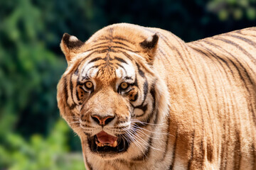 Rare tiger in the jungle.