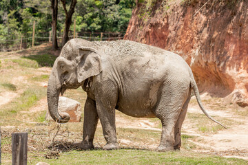 Fototapeta premium Big and funny elephant taking a shower in the jungle.