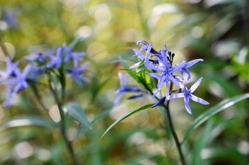 チョウジソウ（丁字草）　Amsonia elliptica