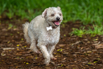 2022-05-30 A CURLY SMALL WHITE DOG WITH BRIGHT EYES RUNNING DOWN A TRAIL WITH A BLURRY BACKGROUND AT MARYMOORDOG PARK IN REDMOND WASHINGTON