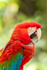 A rare and exotic red arara in the forest from Brazil.