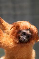 A rare and exotic Golden lion tamarin in a forest from Brazil. 