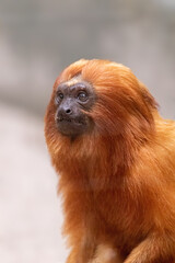 Obraz premium A rare and exotic Golden lion tamarin in a forest from Brazil. 