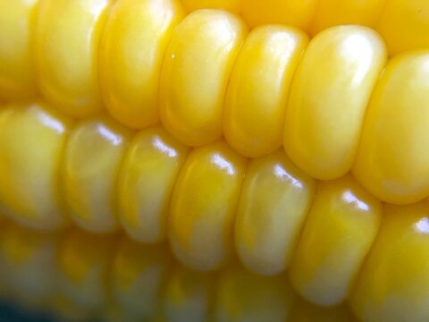 Boiled Corn Kernels