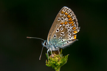Macro shots, Beautiful nature scene. Closeup beautiful butterfly sitting on the flower in a summer garden.