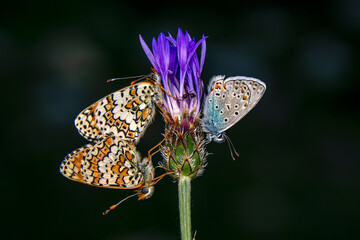 Macro shots, Beautiful nature scene. Closeup beautiful butterfly sitting on the flower in a summer garden.