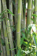 bamboo grove in a lush forest