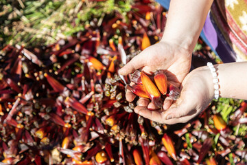Hands harvesting pine nuts (pinhão), the seeds of the South American Araucaria tree, a traditional...