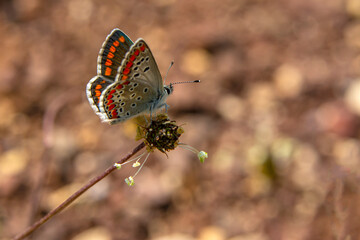 Macro shots, Beautiful nature scene. Closeup beautiful butterfly sitting on the flower in a summer garden.